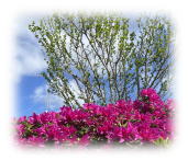 shotyou morimoto hiroaki